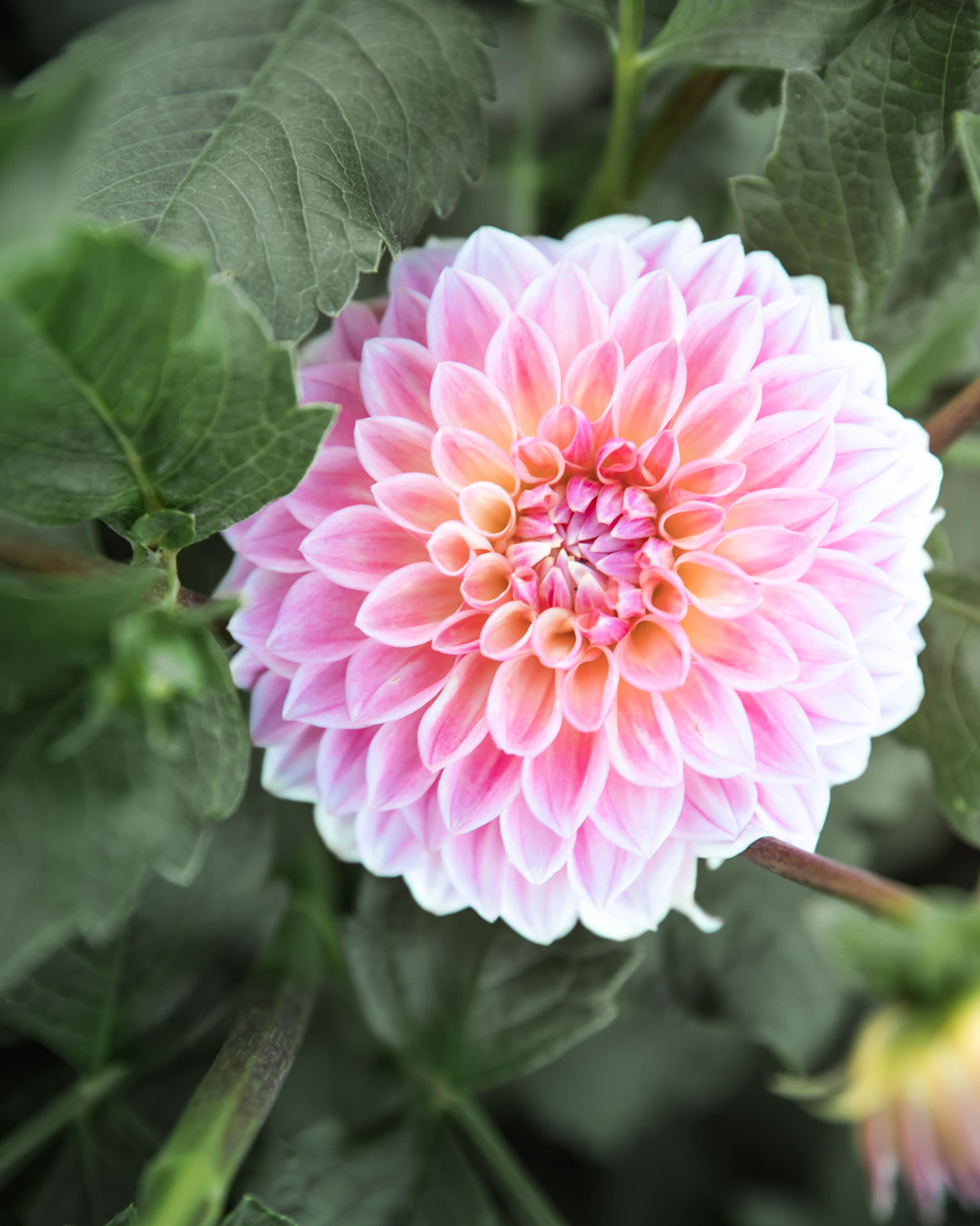 Dahlia Bloomquist Alan Tuber Sale
