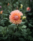 Dahlia Bloomquist Alan Tuber Sale