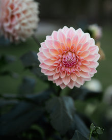 Dahlia Bloomquist Alan Tuber Sale