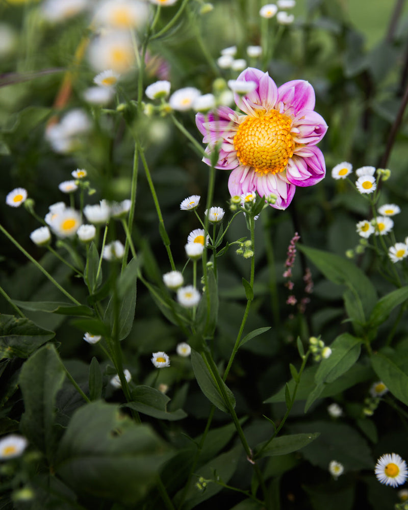 Dahlia Bloomquist Arise