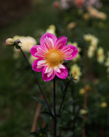Dahlia Bloomquist Arise (LIMIT 1)