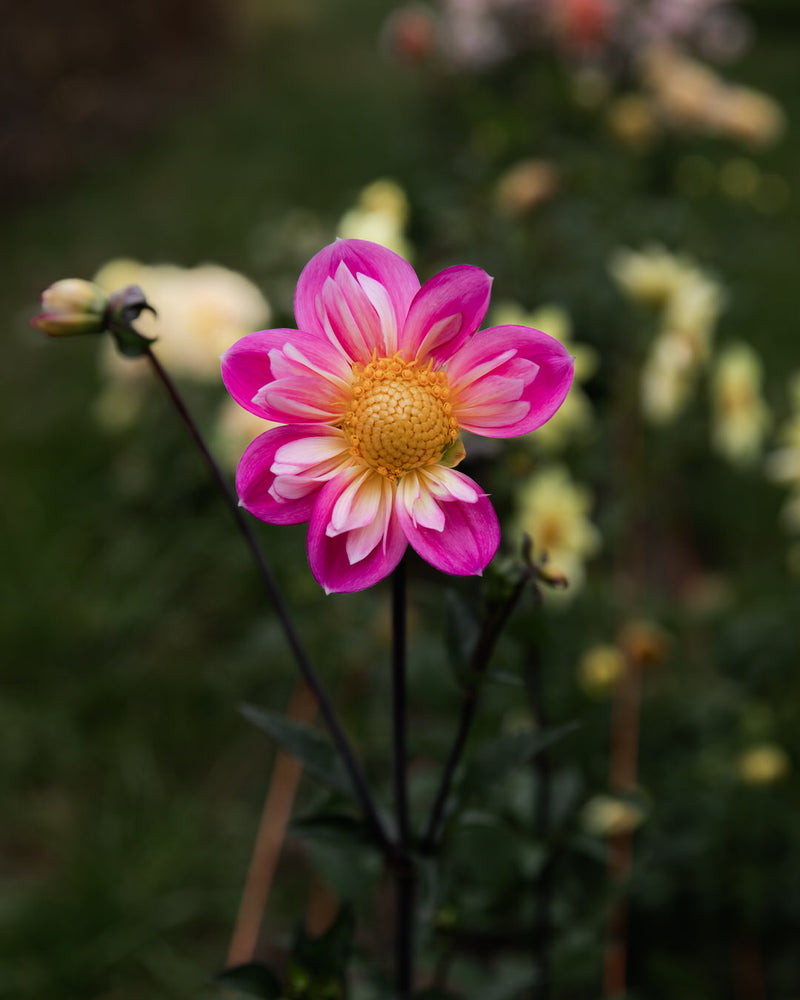 Dahlia Bloomquist Arise