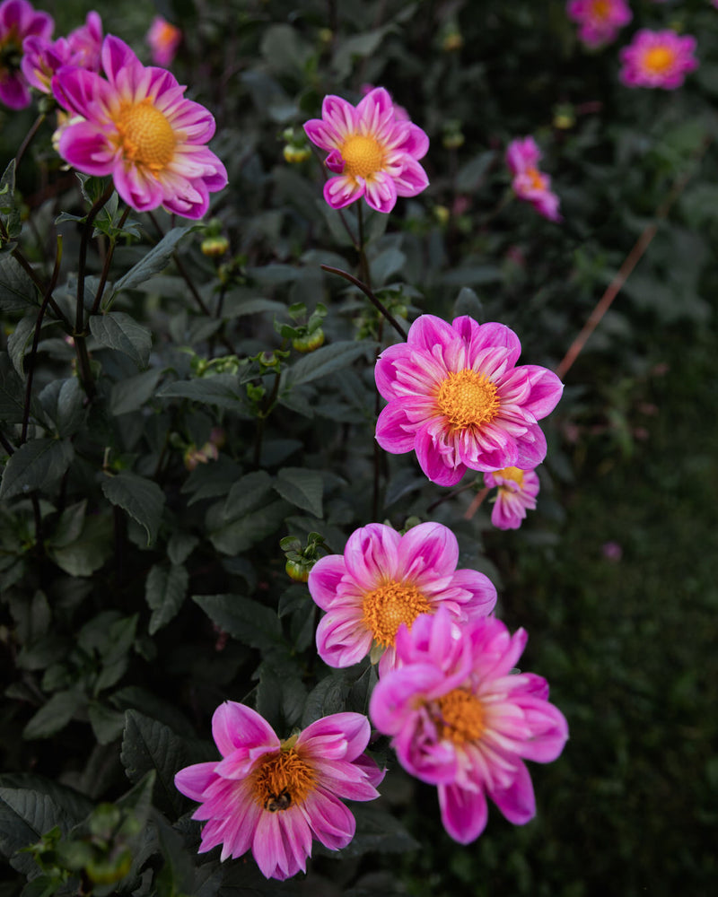 Dahlia Bloomquist Arise (LIMIT 1)