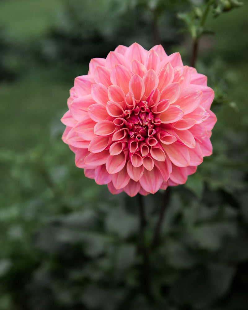 Dahlia Bloomquist Azalea