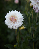 Dahlia Bloomquist Compare