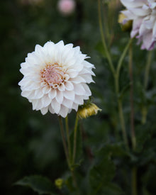 Dahlia Bloomquist Compare