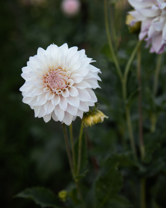 Dahlia Bloomquist Compare