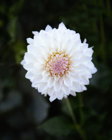 Dahlia Bloomquist Compare