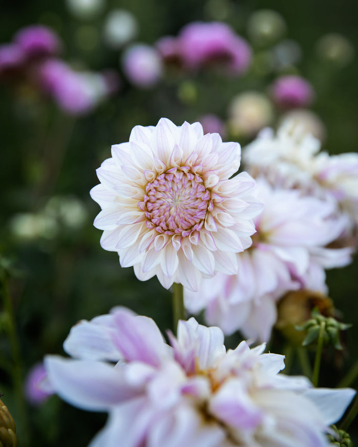 Dahlia Bloomquist Compare