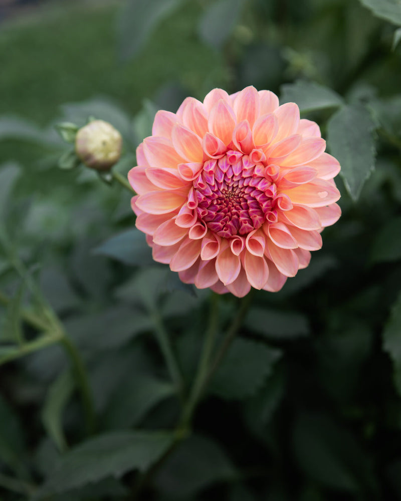 Dahlia Bloomquist Dave