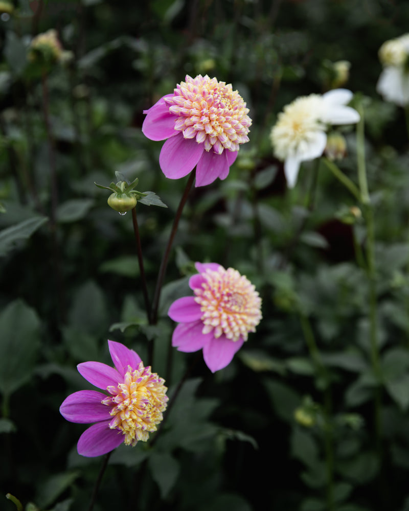 Dahlia Bloomquist Ginnie Tuber Sale