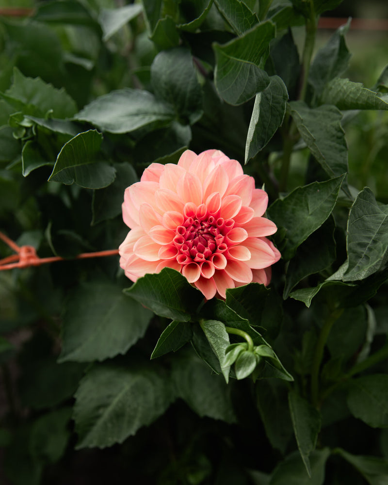 Dahlia Bloomquist Philly