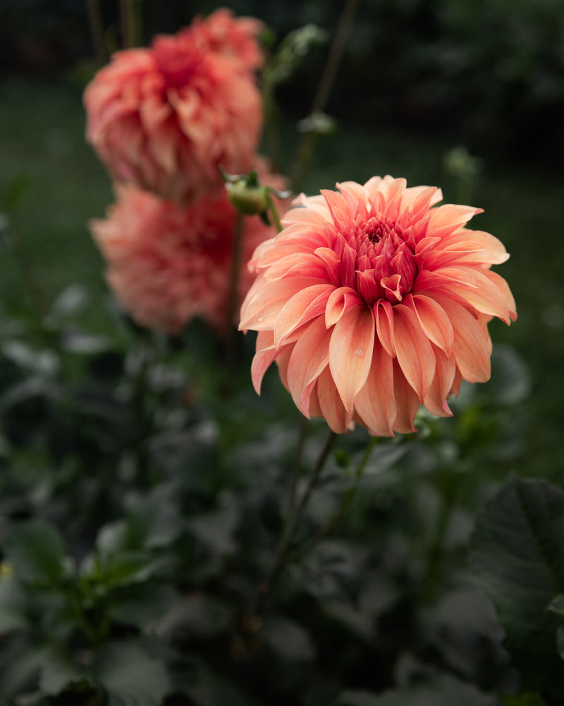 Dahlia Bloomquist Pleasing (LIMIT 1)