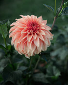 Dahlia Bloomquist Pleasing (LIMIT 1)