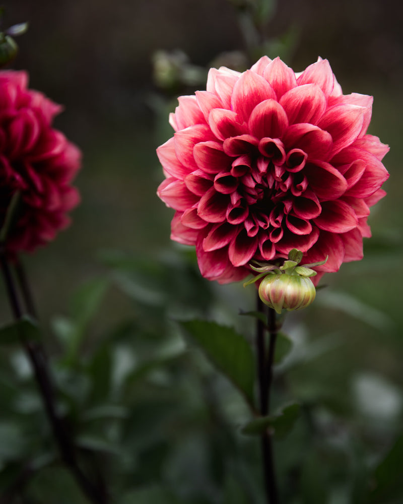 Dahlia Bloomquist York (LIMIT 1)