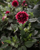 Dahlia Bloomquist York