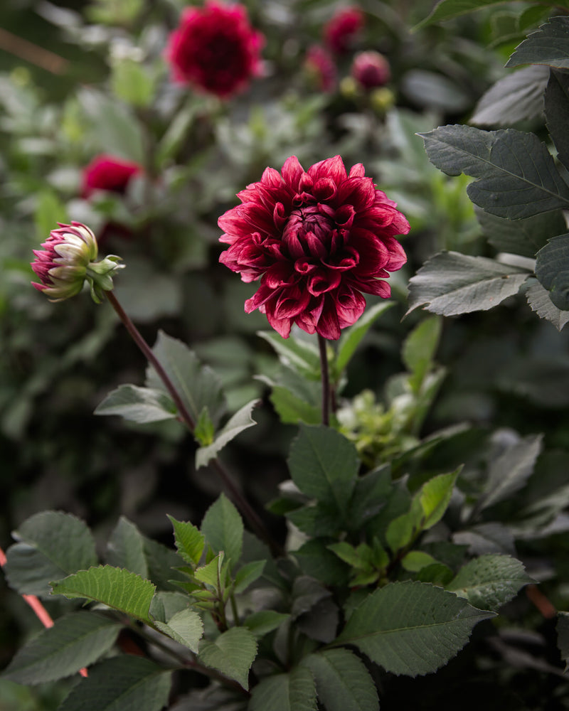 Dahlia Bloomquist York