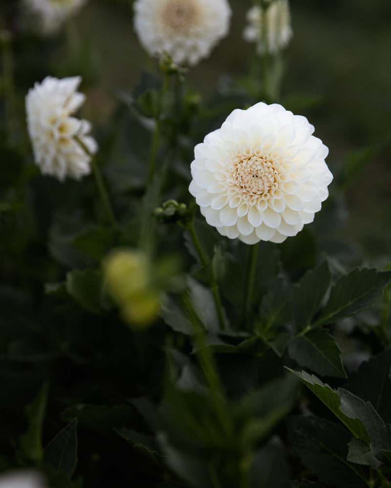 Dahlia Boom Boom White