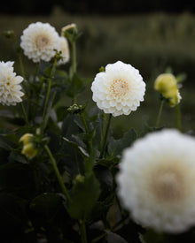 Dahlia Boom Boom White