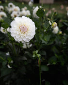 Dahlia Boom Boom White Tuber Sale