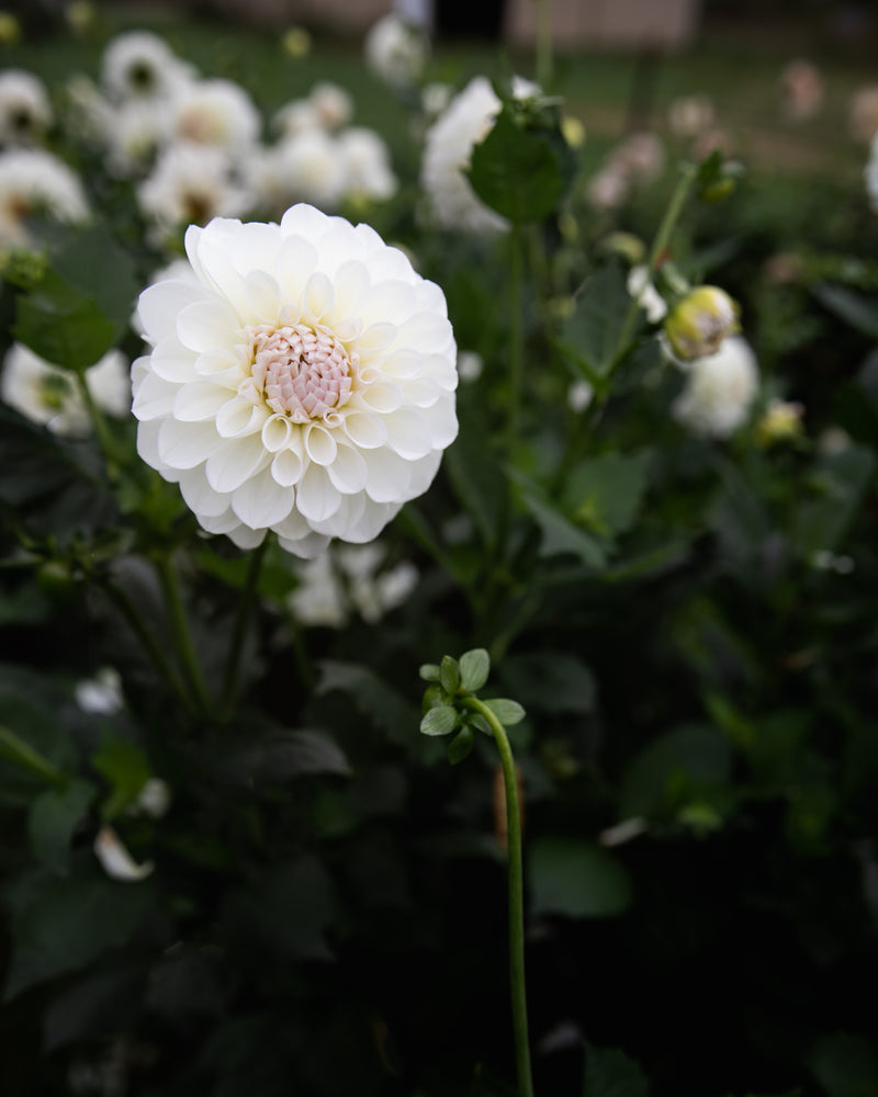 Dahlia Boom Boom White Tuber Sale