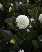 Dahlia Boom Boom White