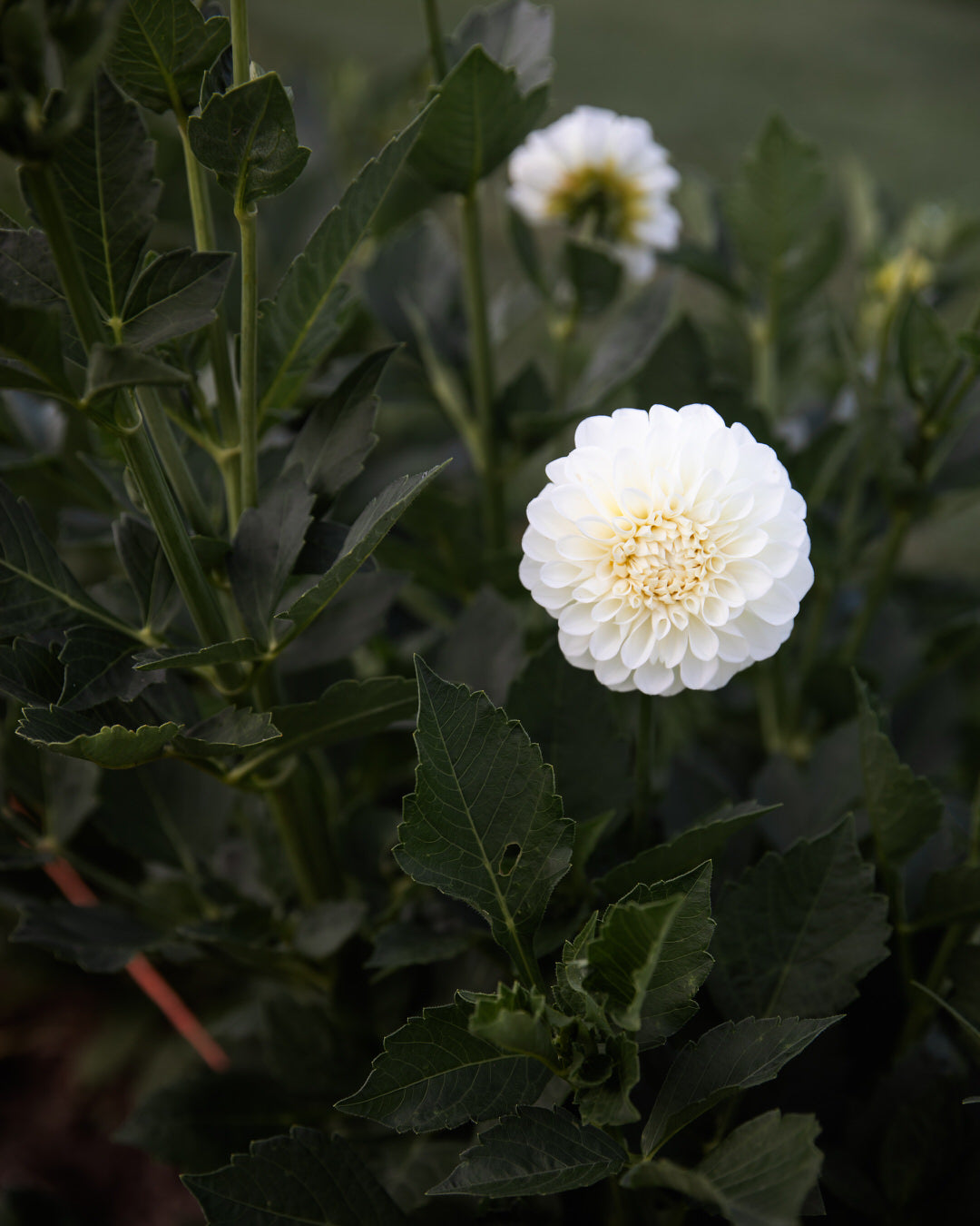 Dahlia Boom Boom White
