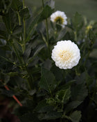 Dahlia Boom Boom White
