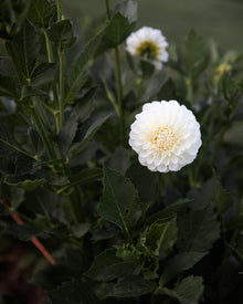 Dahlia Boom Boom White