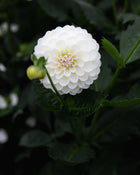  Dahlia Boom Boom White Tuber Sale