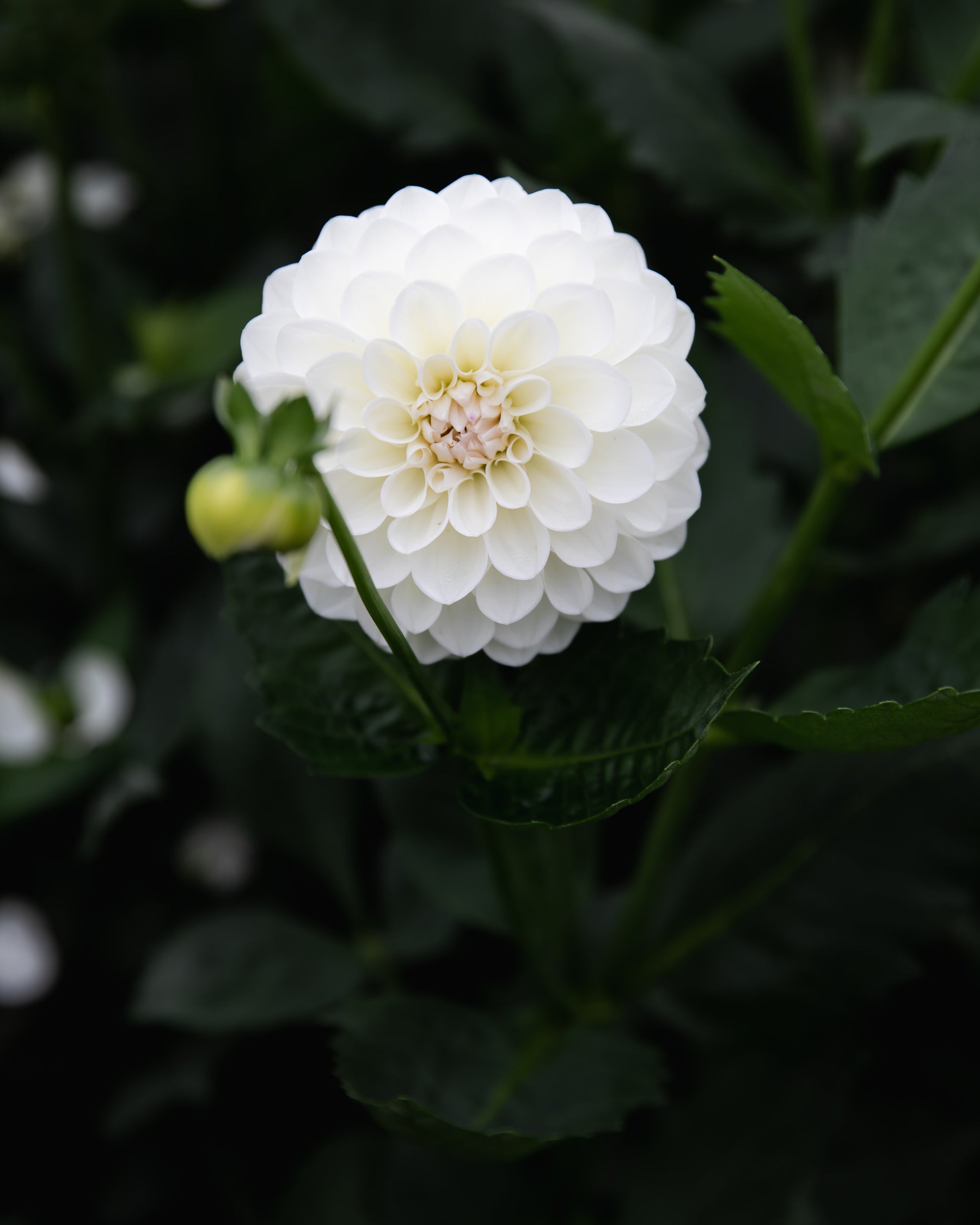  Dahlia Boom Boom White Tuber Sale