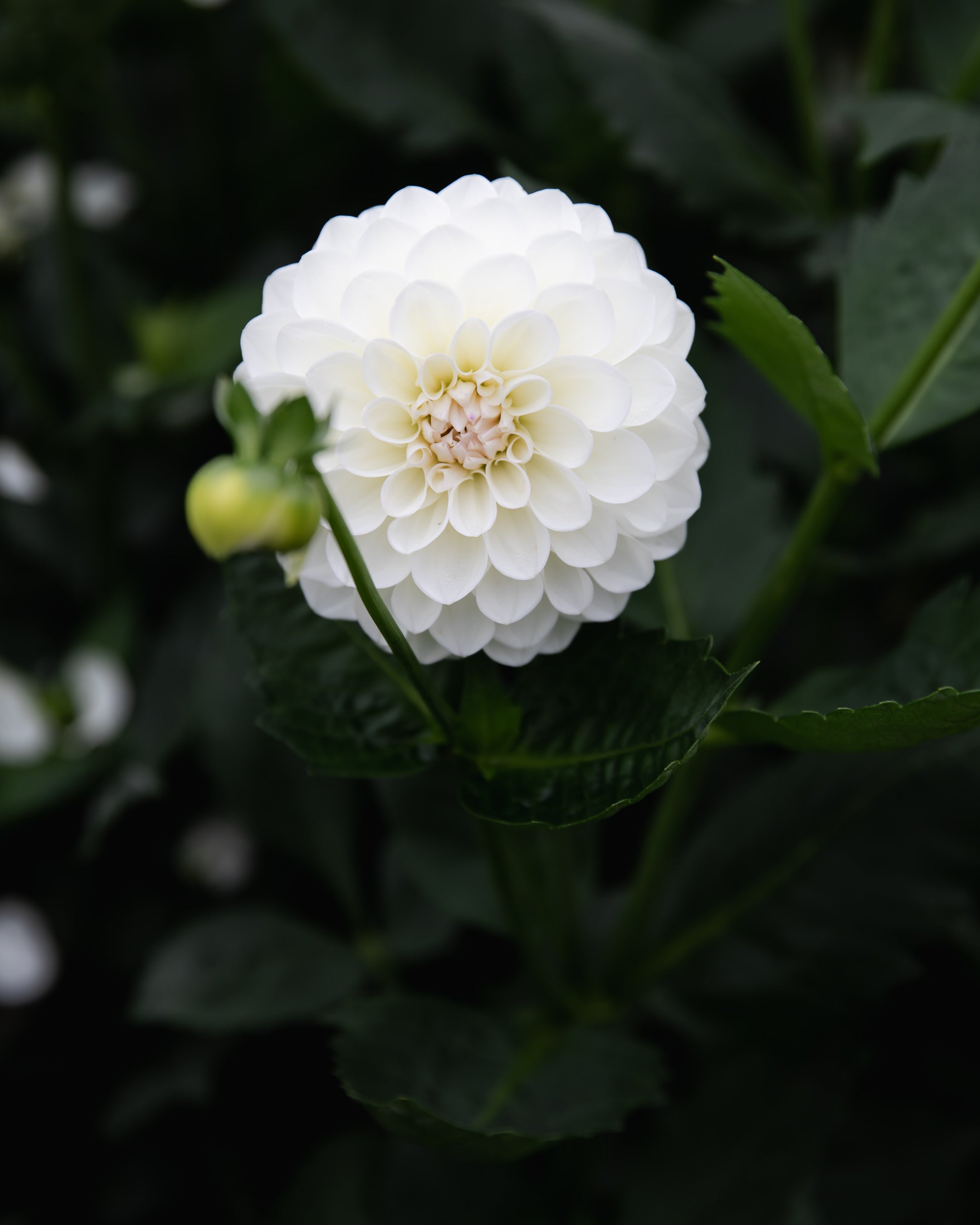  Dahlia Boom Boom White Tuber Sale