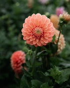 Dahlia Bracken Palomino Tuber Sale