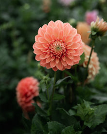 Dahlia Bracken Palomino Tuber Sale