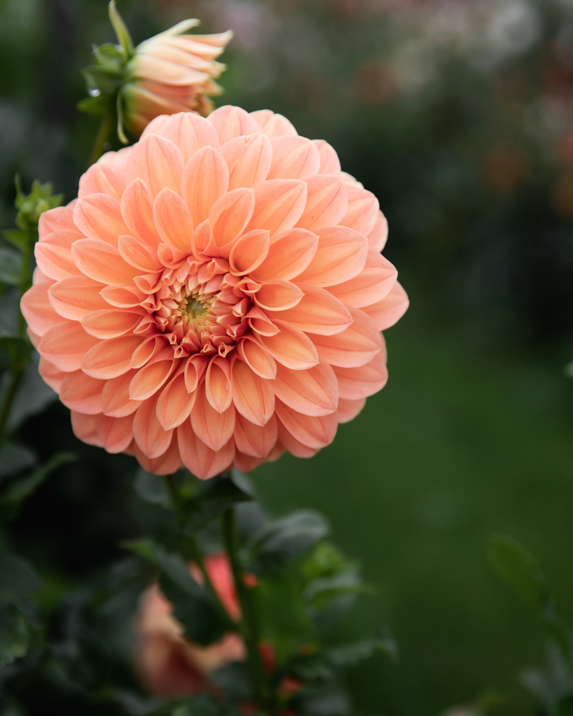 Dahlia Bracken Palomino Tuber Sale