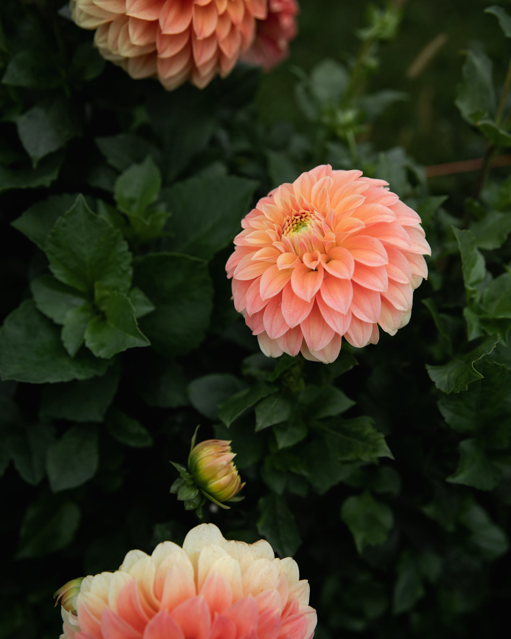 Dahlia Bracken Palomino Tuber Sale