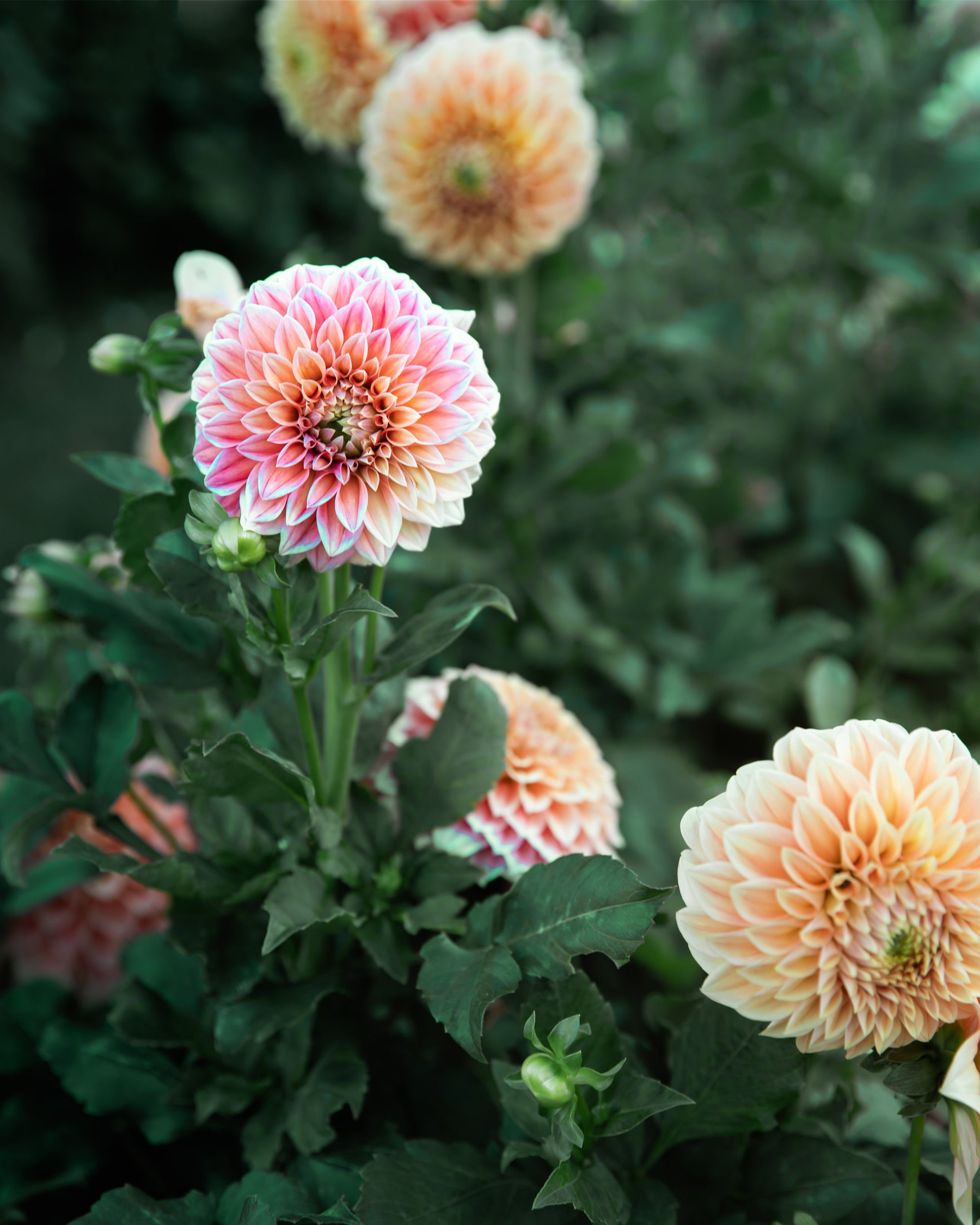 Dahlia Bracken Palomino Tuber Sale