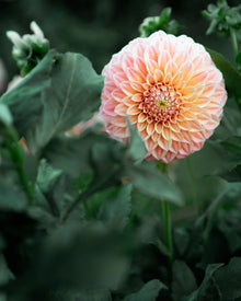 Dahlia Bracken Palomino Tuber Sale