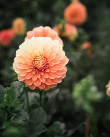 Dahlia Bracken Palomino Tuber Sale