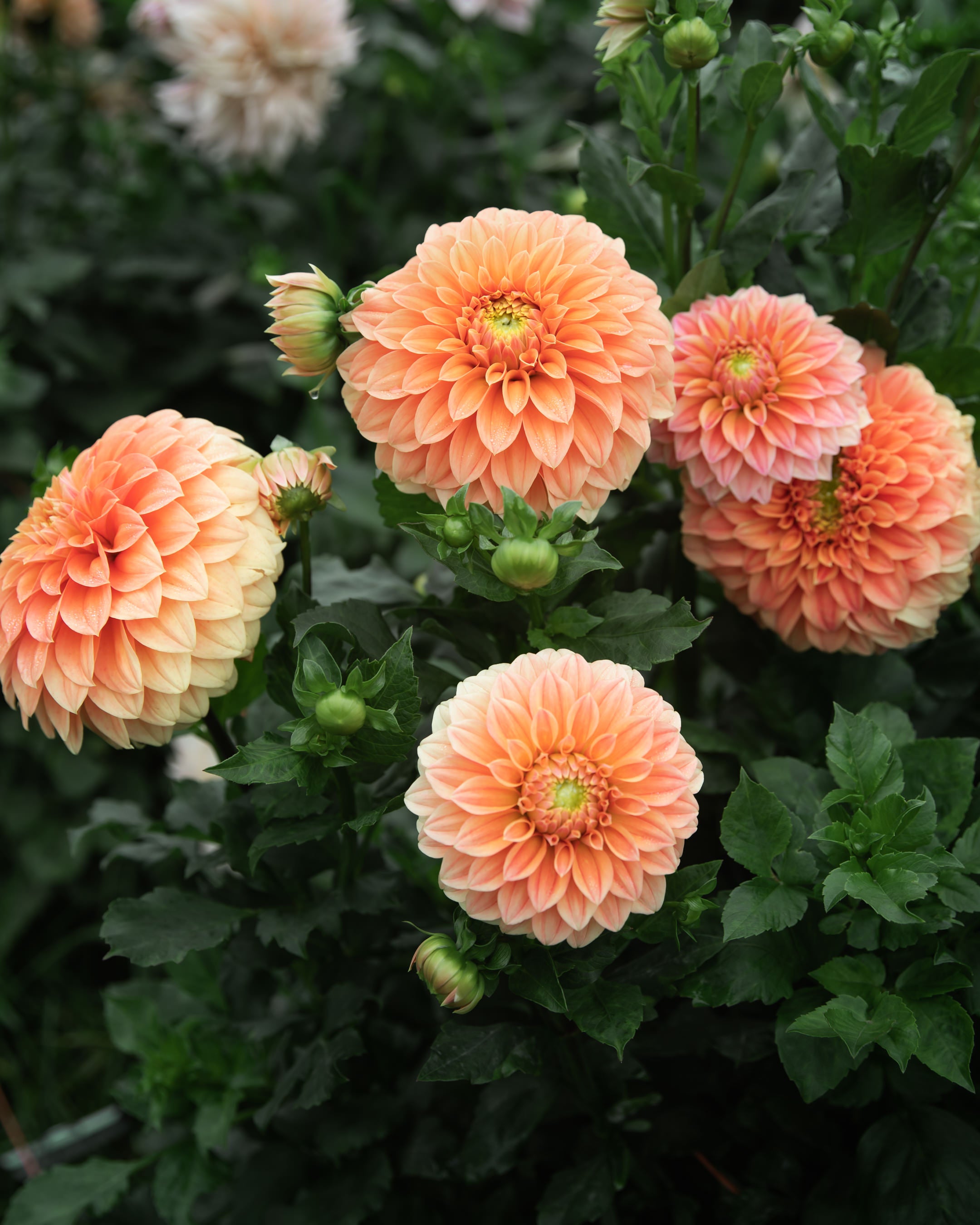 Dahlia Bracken Palomino Tuber Sale