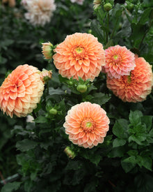 Dahlia Bracken Palomino Tuber Sale