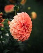 Dahlia Bracken Palomino Tuber Sale