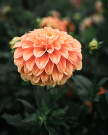 Dahlia Bracken Palomino Tuber Sale