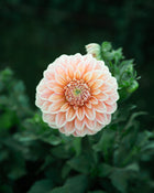 Dahlia Bracken Palomino Tuber Sale