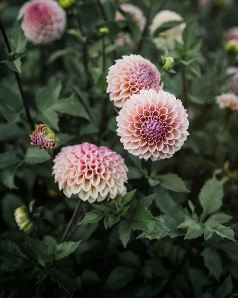 Dahlia Bracken Rose Tuber Sale