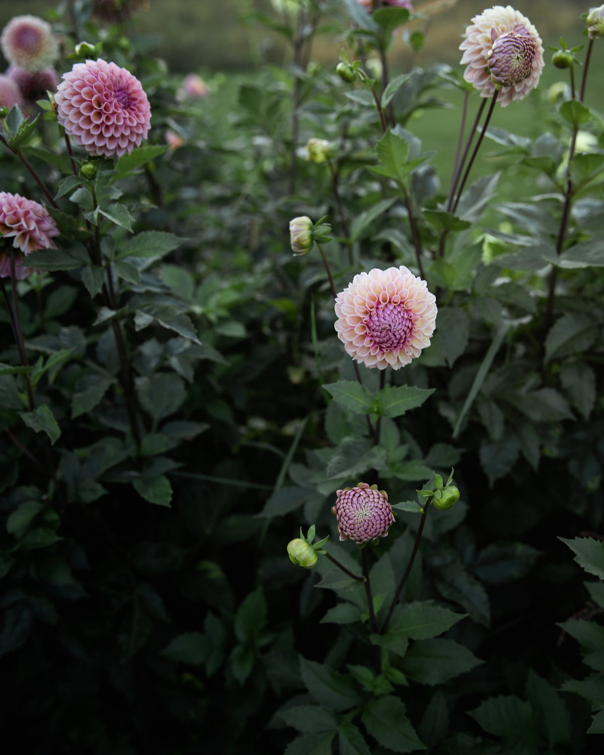 Dahlia Bracken Rose Tuber Sale