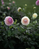Dahlia Bracken Rose Tuber Sale