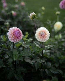 Dahlia Bracken Rose Tuber Sale
