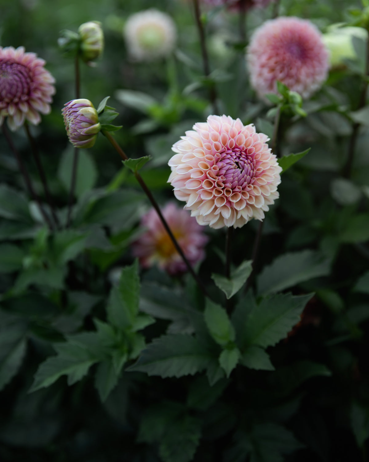 Dahlia Bracken Rose Tuber Sale