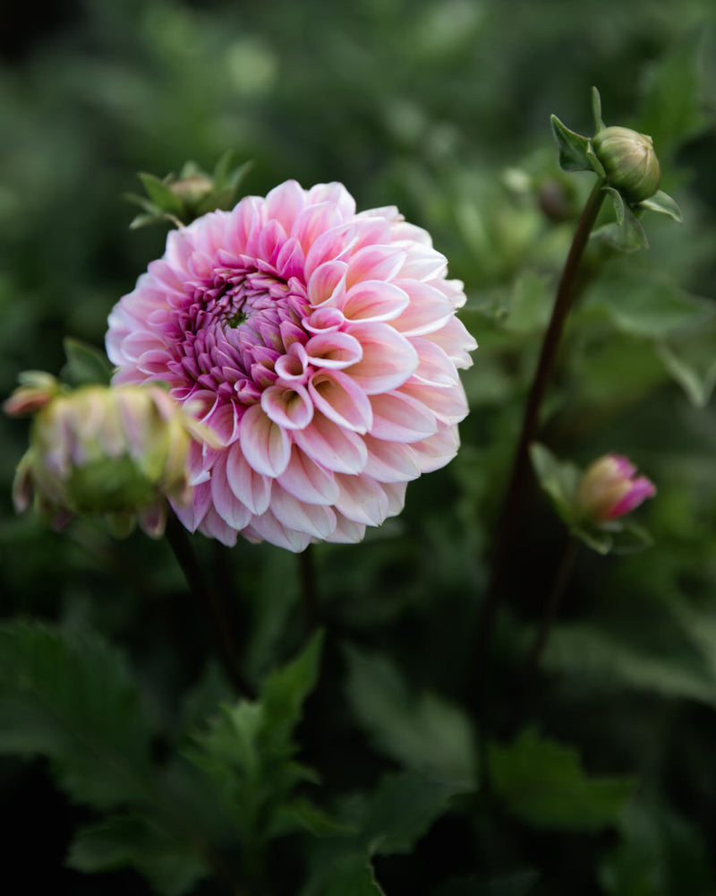 Dahlia Bracken Rose Tuber Sale